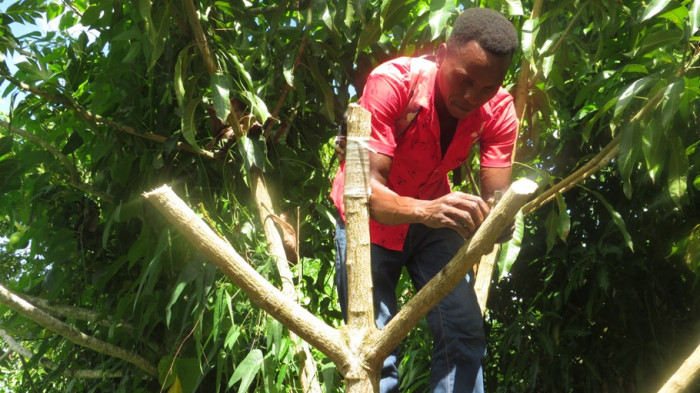 Hombre haciendo un injerto en un árbol