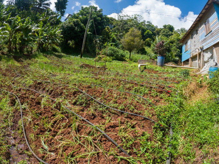 Irrigation lines at Kimoney John farm lands