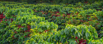plantación de café o cafetal