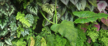 plantas