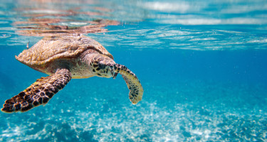 Tortuga Carey