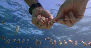 Andrew Ross, CBF EbA Facility Grantee checks on the growth of coral fragments in Montego Bay, Jamaica