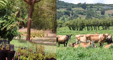 Giras de campo. Parque La Libertad y Finca La Valentina