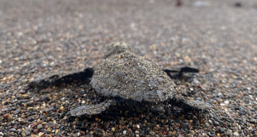 © Save the Blue Five