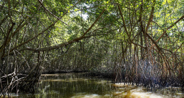 Manglar