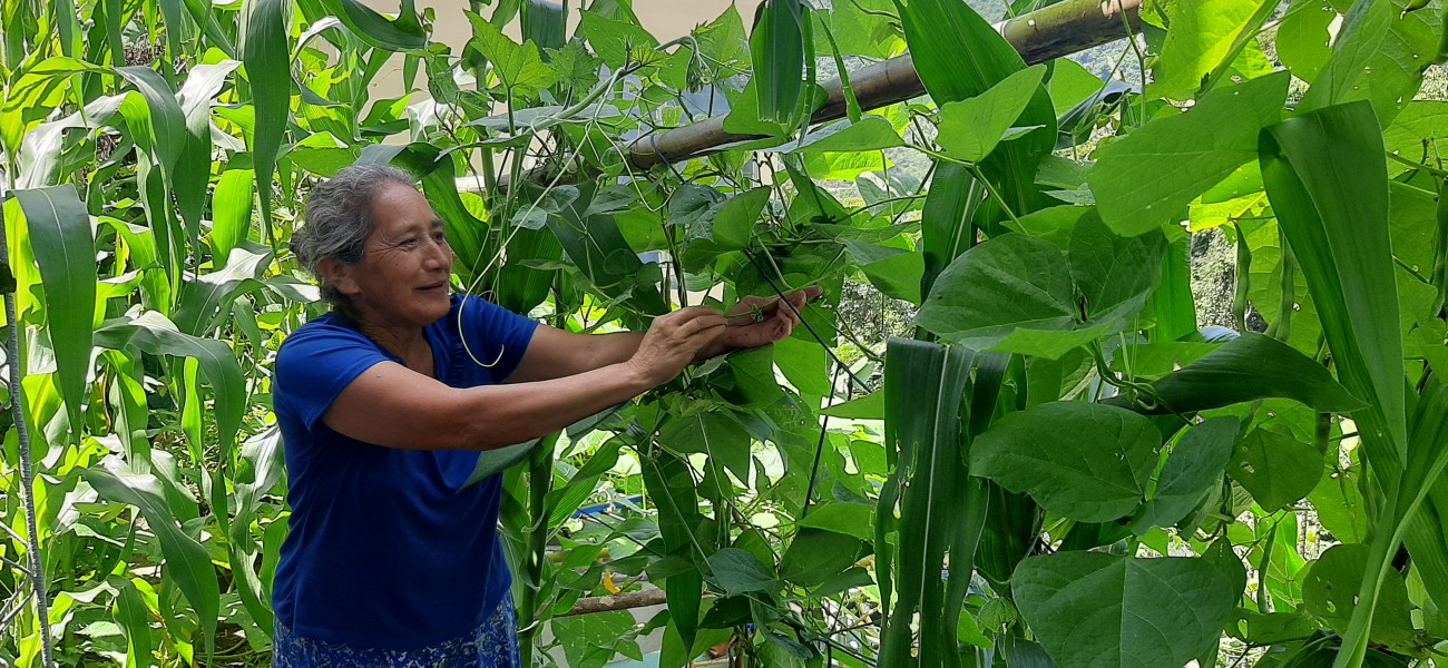 Mujer adulta mayor cultivando maíz