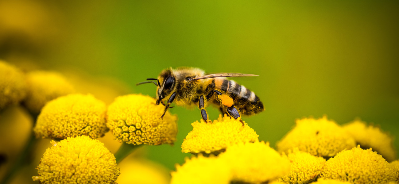 Foto de una abeja sin aguijón