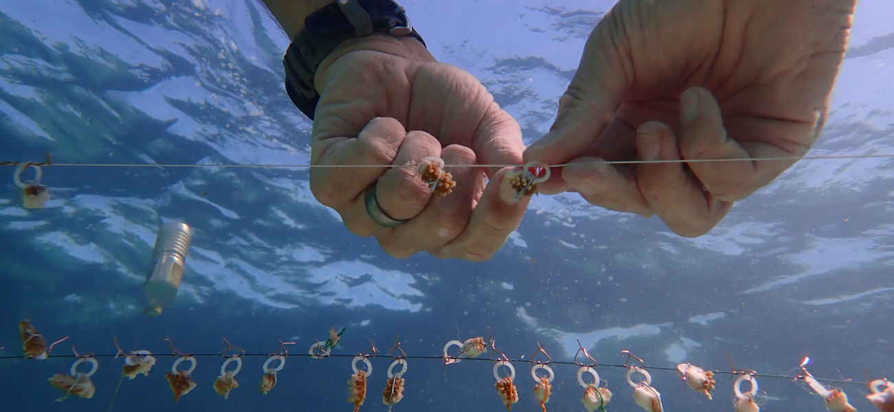 Andrew Ross, CBF EbA Facility Grantee checks on the growth of coral fragments in Montego Bay, Jamaica