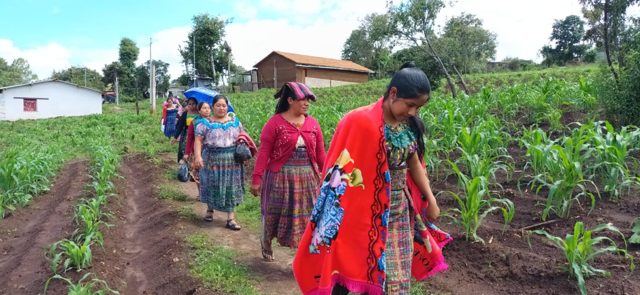 Mujeres indígenas de Guatemala atravesando un campo de milpa