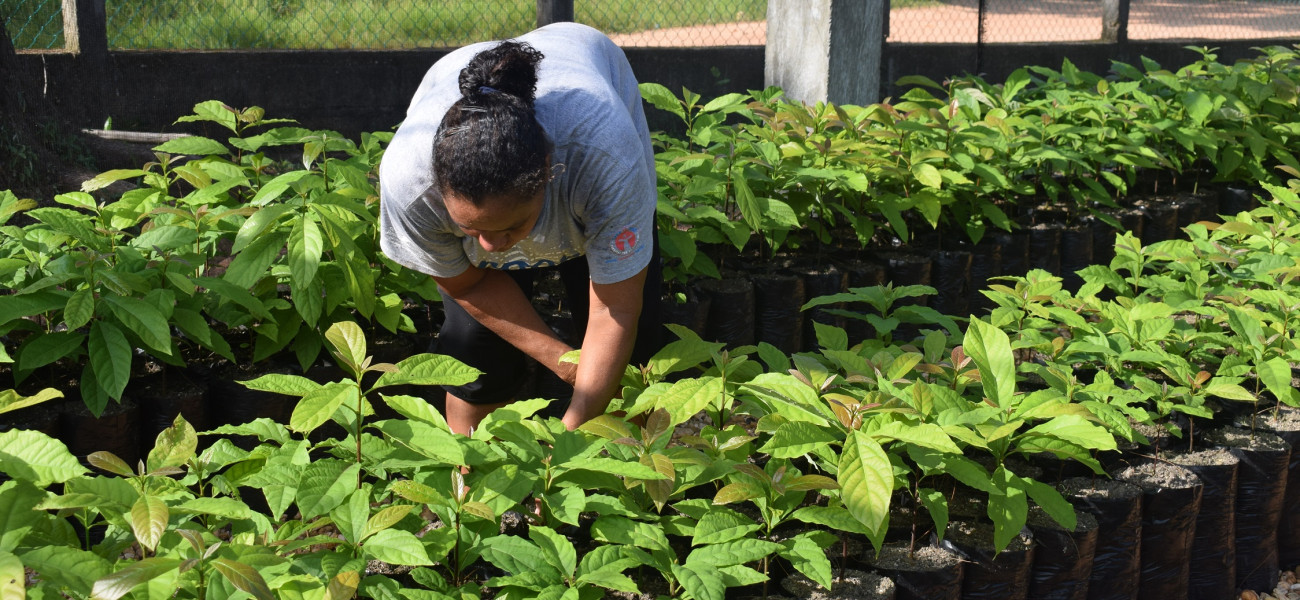 Mujer trabajando en un vivero de árboles